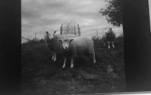 Load image into Gallery viewer, Peter Hujar: Rialto assorted postcards